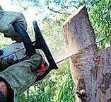 Best Arborist Consultation Services  in Merrimac, VA