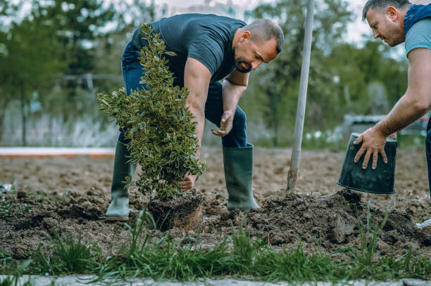 Best Hedge Trimming  in Merrimac, VA
