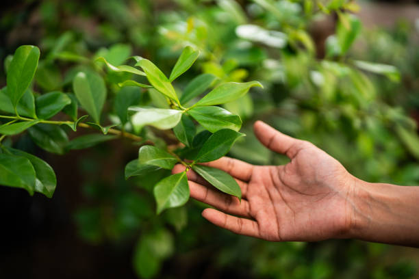 Best Tree Health Inspection  in Merrimac, VA