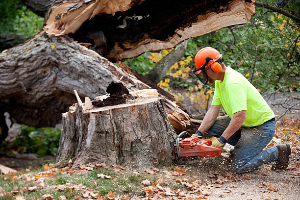 Best Firewood Processing and Delivery  in Merrimac, VA