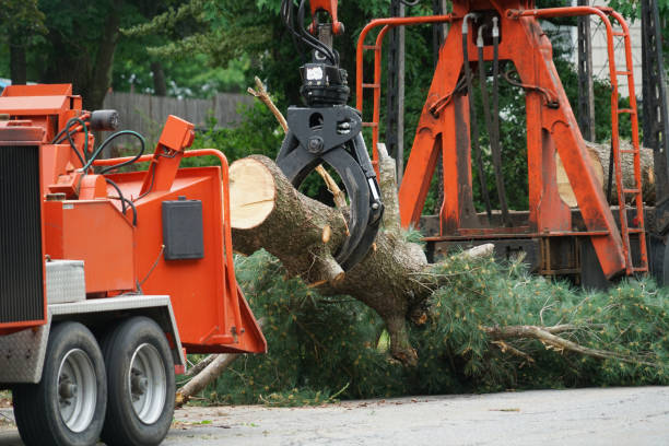 Best Tree Trimming and Pruning  in Merrimac, VA