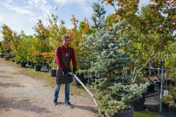 Reliable Merrimac, VA Tree Services Solutions