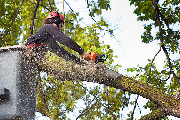 Best Lawn Renovation and Restoration  in Merrimac, VA