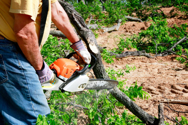 Best Tree Risk Assessment  in Merrimac, VA